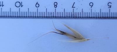 Spikelet